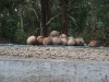 asiatour-2010-2010-01-25-07-51-28