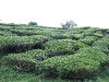 asiatour-2010-2010-02-03-14-05-22
