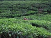 asiatour-2010-2010-02-03-14-17-19