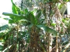 asien-2013-03-10-11-05-26