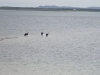 Schottland - 2015-06-13_13-38-03