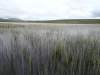 Schottland - 2015-06-13_14-20-50