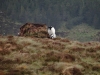Schottland - 2015-06-05_15-25-41