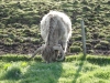 Schottland - 2015-06-08_07-50-11