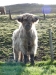 Schottland - 2015-06-08_07-50-54