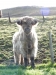 Schottland - 2015-06-08_07-51-02
