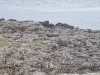Schottland - 2015-06-08_10-16-37