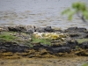 Schottland - 2015-06-08_12-08-05